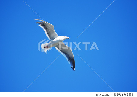カモメと青空 カモメと青空 99636183