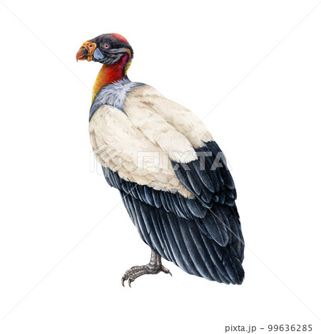 King vulture illustration. Bird of prey watercolor image. Hand drawn realistic detailed Sarcoramphus papa exotic tropical predator bird. King vulture illustration on white background 99636285