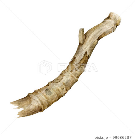 Tree dry branch detailed watercolor illustration. Hand drawn botanical realistic tree stick element. Dry stick natural decoration. Tree beautiful curved branch element. Isolated on white background 99636287