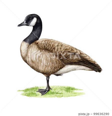 Canada goose bird standing on the green grass. Watercolor illustration. Hand drawn Canadian goose wildlife animal. Single waterfowl bird stand on the grass element. White background 99636290