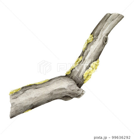 Dry tree branch with moss. Watercolor illustration. Hand drawn botanical realistic tree stick element. Dry stick natural decoration. Tree beautiful curved mossy branch element. White background Dry tree branch with moss. Watercolor illustration. Hand drawn botanical realistic tree stick element. Dry stick natural decoration. Tree beautiful curved mossy branch element. White background 99636292