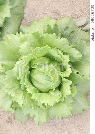 Chinese Cabbage Plant on farm 99636739