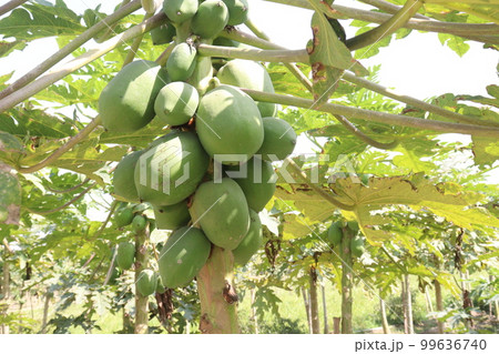 papaya farm for harvest are cash crops papaya farm for harvest are cash crops 99636740