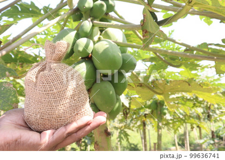 papaya farm for harvest are cash crops papaya farm for harvest are cash crops 99636741