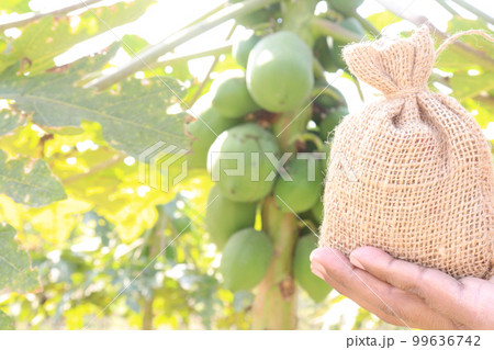papaya farm for harvest are cash crops papaya farm for harvest are cash crops 99636742