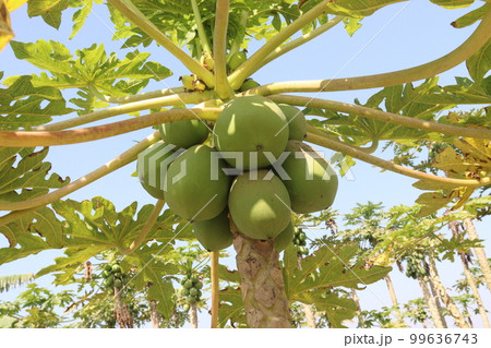 papaya farm for harvest are cash crops papaya farm for harvest are cash crops 99636743