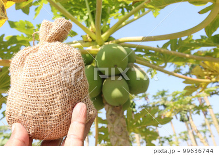 papaya farm for harvest are cash crops papaya farm for harvest are cash crops 99636744