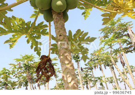 papaya farm for harvest are cash crops papaya farm for harvest are cash crops 99636745