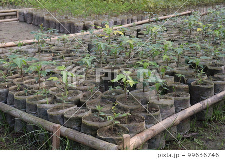 papaya farm for harvest are cash crops papaya farm for harvest are cash crops 99636746