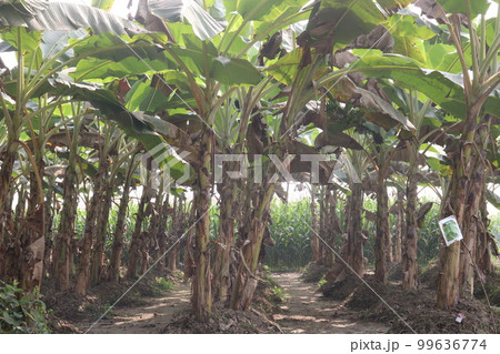 banana tree farm for harvest banana tree farm for harvest 99636774