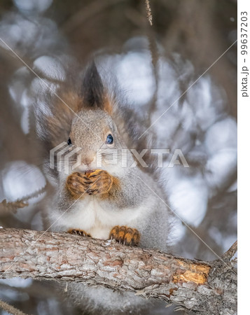 The squirrel with nut sits on tree in the winter or late autumn 99637203