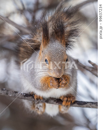 The squirrel with nut sits on tree in the winter or late autumn The squirrel with nut sits on tree in the winter or late autumn 99637234