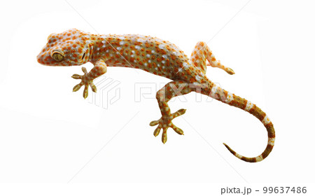 Tokay Gecko With Curved Tail Isolated On White... - Stock Photo [99637486]  - Pixta