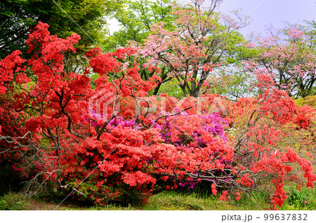 つつじ（館林市） 99637832