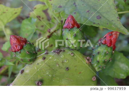 pink colored barbary fig flower 99637959