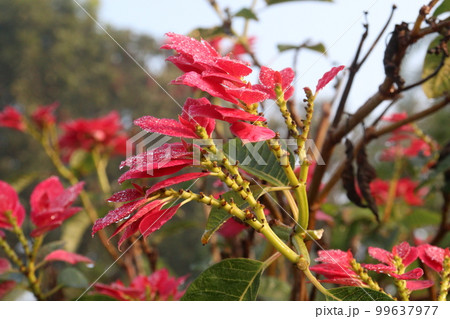 pink colored poinsettia flower farm for harvest pink colored poinsettia flower farm for harvest 99637977