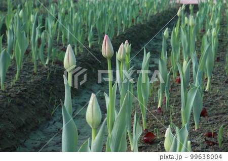 green colored tulip farm for harvest 99638004