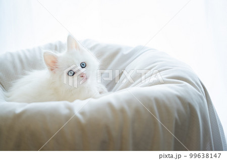 生後2ヶ月のメインクーンの子猫 99638147