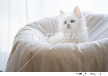 生後2ヶ月のメインクーンの子猫 99638155