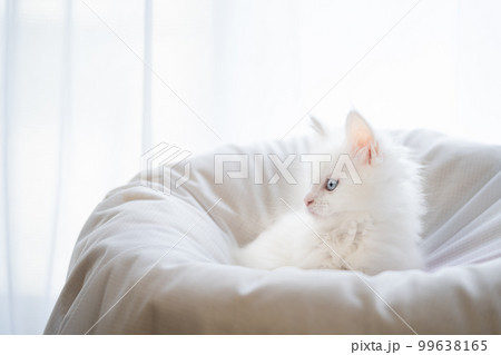 生後2ヶ月のメインクーンの子猫 99638165