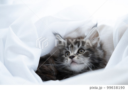 生後2ヶ月のメインクーンの子猫 生後2ヶ月のメインクーンの子猫 99638190