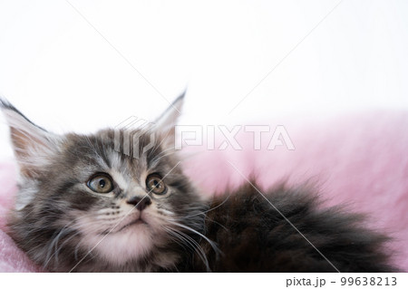 生後2ヶ月のメインクーンの子猫 生後2ヶ月のメインクーンの子猫 99638213