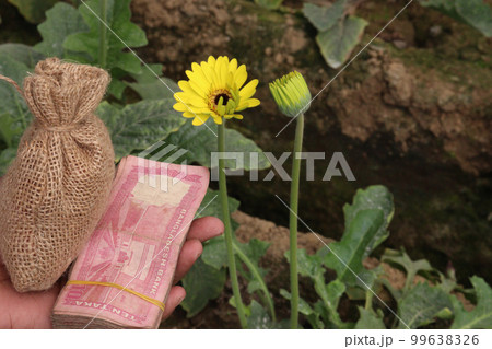 yellow colored gerbera flower with money bag on farm 99638326
