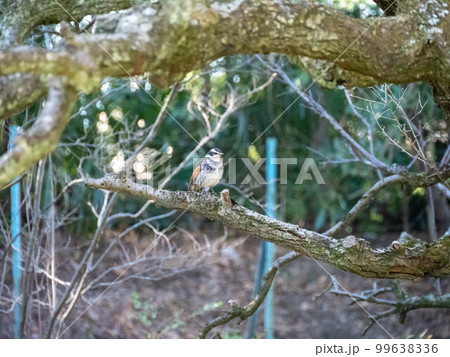 梅の木に止まっているツグミ 梅の木に止まっているツグミ 99638336