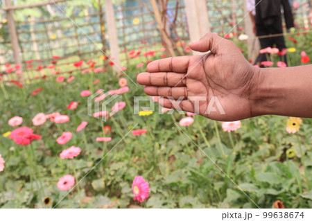 gerbera flower farm with finger sign for deaf 99638674