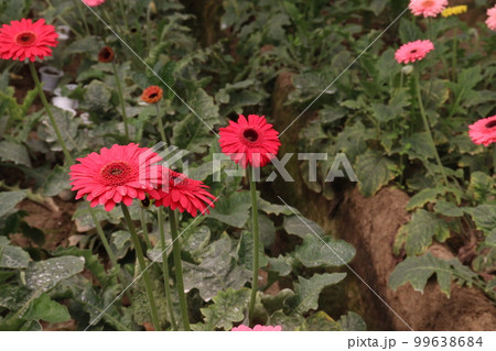 multiple colored gerbera flower on farm multiple colored gerbera flower on farm 99638684