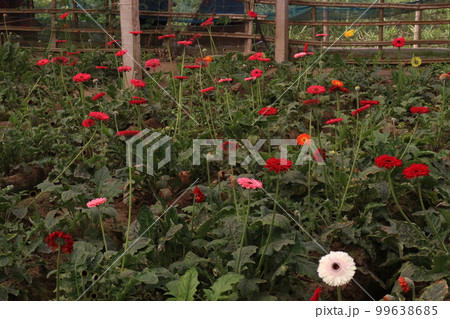 multiple colored gerbera flower on farm 99638685