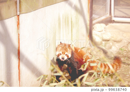 ペロンとするレッサーパンダ 99638740