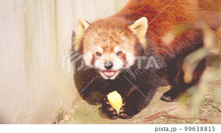 バナナを食べるレッサーパンダ 99638815