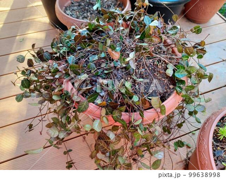 どんどん伸びるハツユキカズラ 99638998