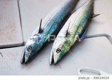 船釣りで釣れた2匹の魚 99639020