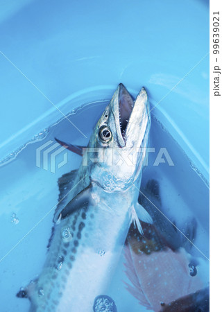 イケスに入った魚 99639021