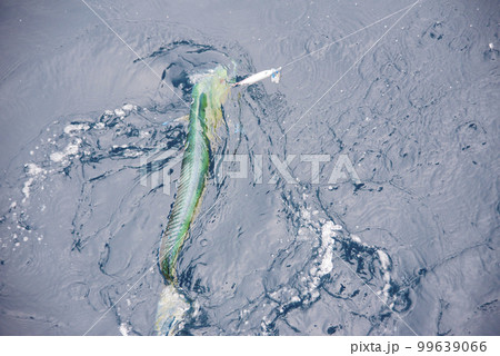 ルアーにヒットした魚 ルアーにヒットした魚 99639066