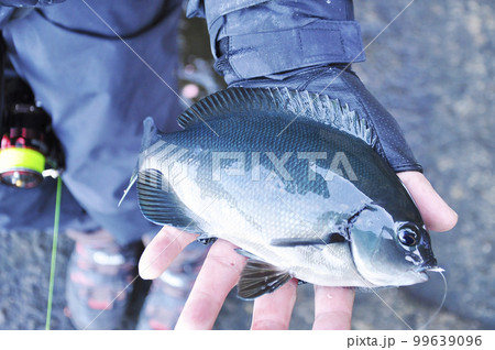 釣れたてのメジナ 99639096