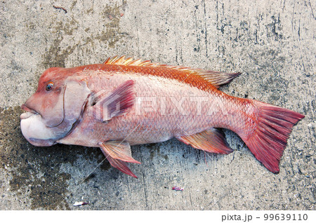 釣りたてのコブダイ 99639110