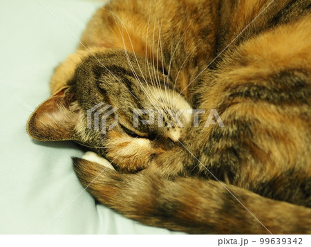 気持ち良さそうに眠る猫 気持ち良さそうに眠る猫 99639342