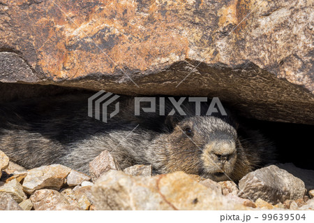 Marmot hiding in rocks and looking alert. Marmot hiding in rocks and looking alert. 99639504