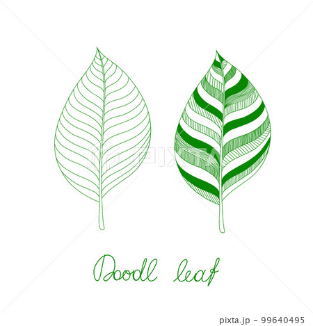 Doodles decoratives leaves on white background. Vector illustration. 99640495