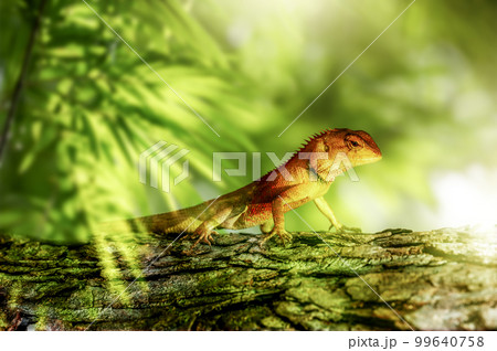 Crested Lizard on Jungle Tree Trunk. lush greenery of jungle on background. Lizard in alert posture indicates its readiness to leap or flee if necessary. Crested Lizard on Jungle Tree Trunk. lush greenery of jungle on background. Lizard in alert posture indicates its readiness to leap or flee if necessary. 99640758