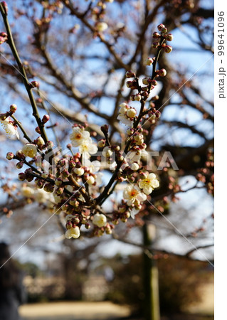 白梅 白梅 99641096