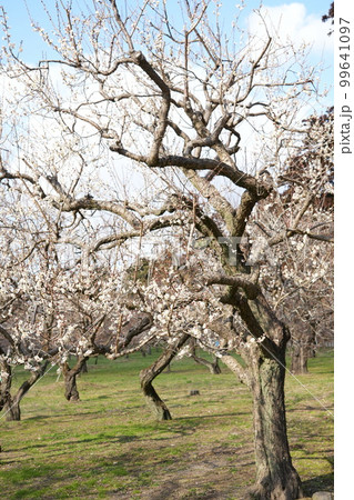 白梅 白梅 99641097