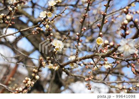 白梅 白梅 99641098