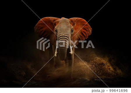 Amazing African elephant with dust and sand. A large animal runs towards the camera. Wildlife scene. Loxodonta africana 99641696