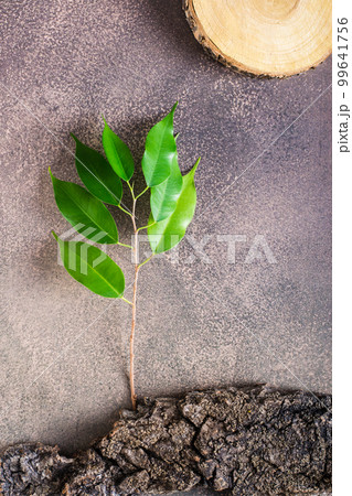Branch with leaves on the bark of a tree on brown. The concept of protecting nature. Vertical view Branch with leaves on the bark of a tree on brown. The concept of protecting nature. Vertical view 99641756