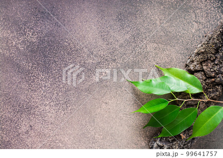 Branch with leaves on the bark of a tree on a brown background. Natural flat lay. Branch with leaves on the bark of a tree on a brown background. Natural flat lay. 99641757