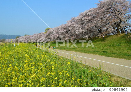 4月の京都府八幡市背割堤の桜並木と菜の花 99641902